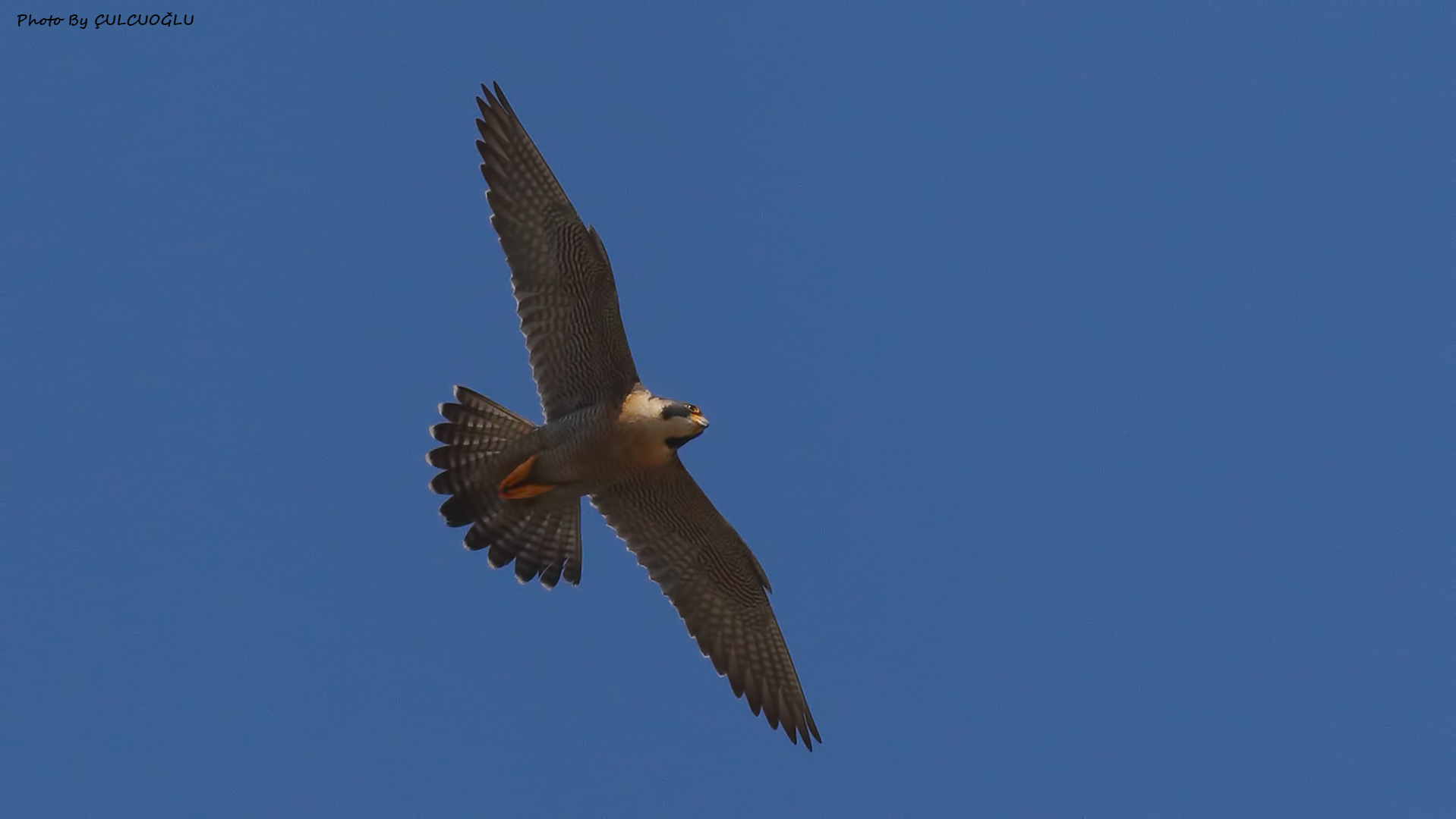 Peregrine Falcon